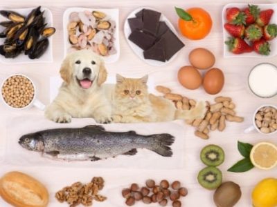 Food & Pet Sensitivity DNA Test for common food triggers and pet dander